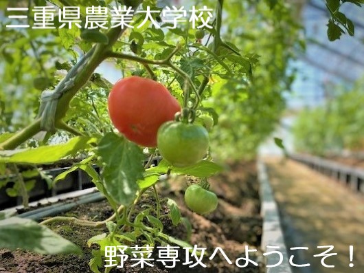 三重県農業大学校野菜専攻の紹介