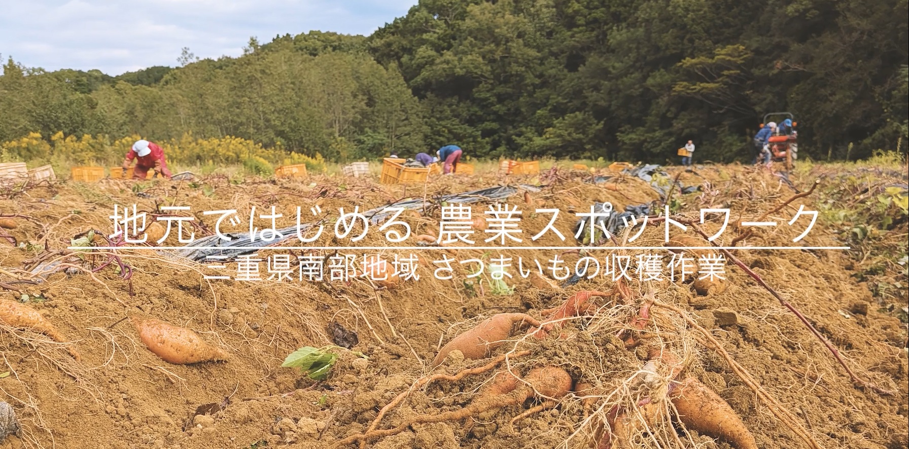 【さつまいも編】三重県南部地域ではじめる農業スポットワーク