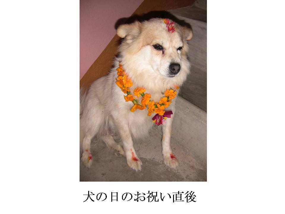 犬の日のお祝い直後