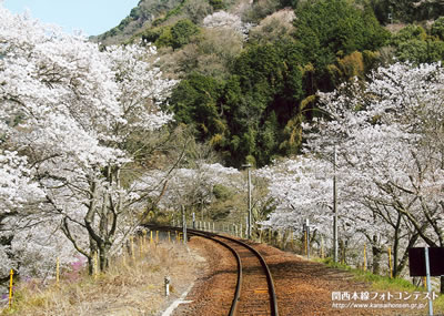 桜名所の車窓