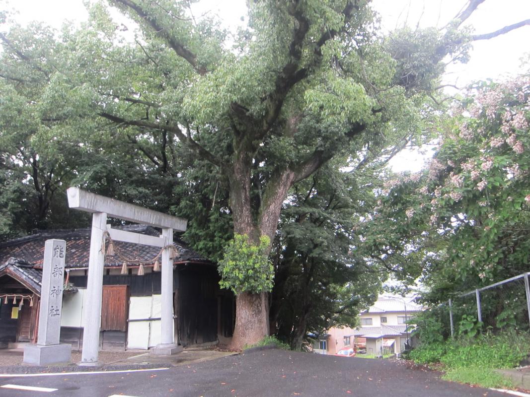 神社の木