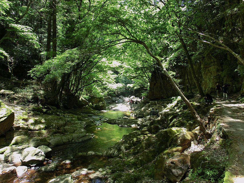 緑の川