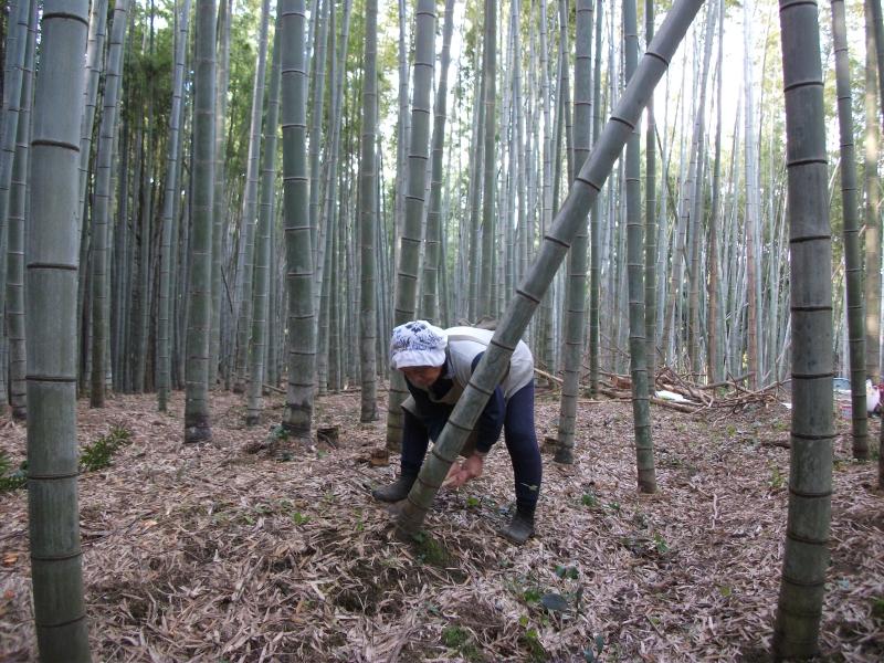 竹やぶの間引き