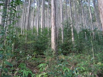 山林の見学