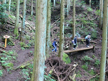 林間の歩道を歩く写真