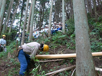 間伐作業の見学