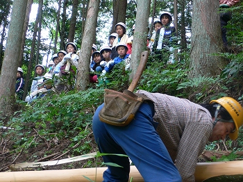 間伐作業の見学