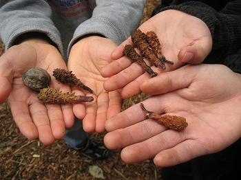 森林の活動体験教室