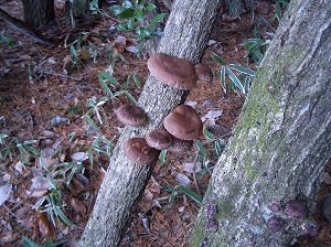 椎茸の菌打ち体験