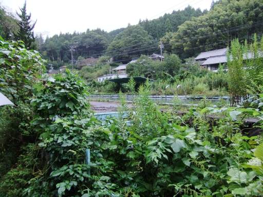 カワニナ養殖場