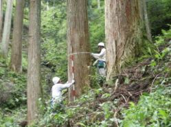 高齢人工林での調査 