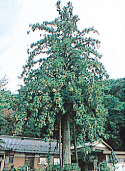 宝林寺（ほうりんじ）のコウヨウザン