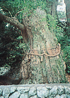 長島神社のクスノキ