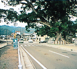 尾鷲神社の大クス