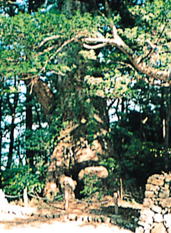 飛鳥神社のクスノキ