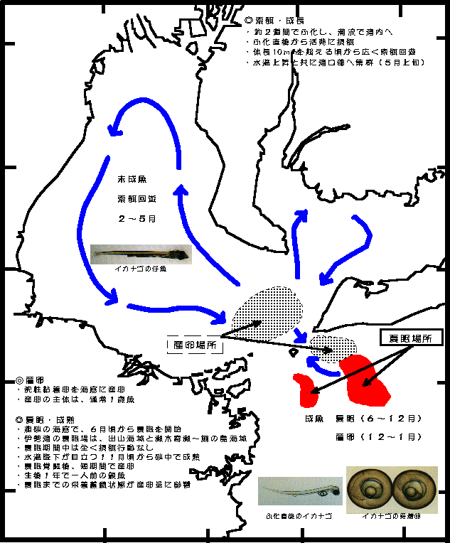 図１　伊勢湾におけるイカナゴの生活史