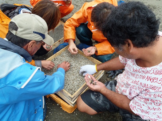 下御糸アサリ稚貝調査