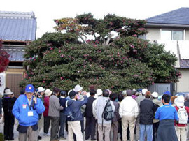 一年に一度は花を咲かせる奥郷の寒椿　「獅子頭」