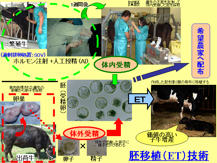 胚移植（ＥＴ）技術の説明です。