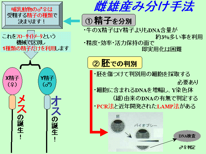 牛の雌雄産み分け法の説明図です。