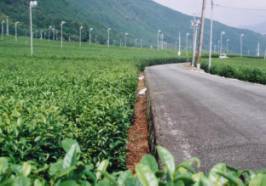 農道より茶園が低い状況