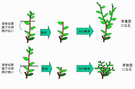 図?摘採・整枝位置と次の新芽の出方（大石の図から改編）