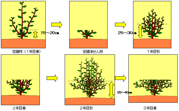 年次別仕立ての例