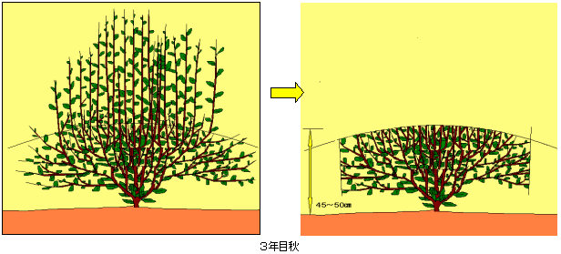 年次別仕立ての例