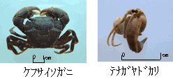 ケフサイソガニとテナガヤドカリ