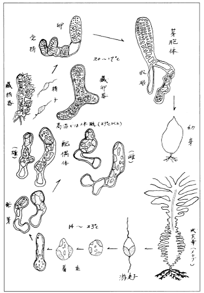 ワカメの一生「ワカメの採苗と養殖」（昭和36年）より