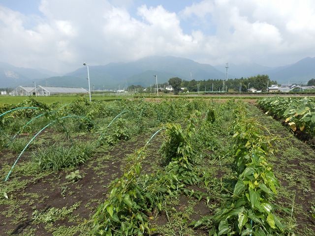 大和芋