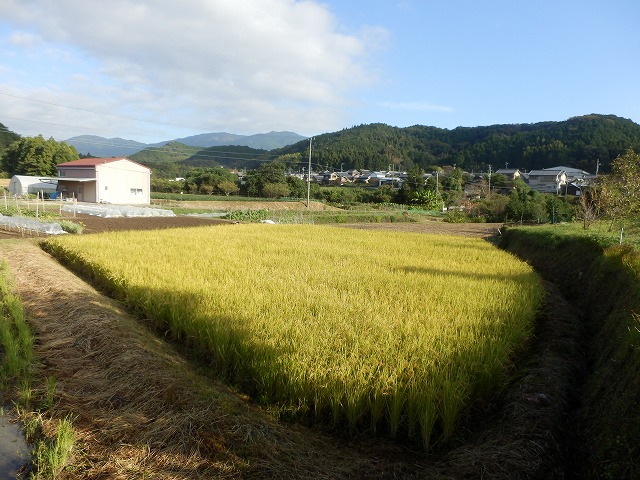 稲刈り前