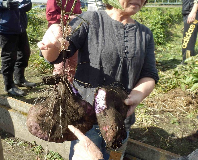 大和芋