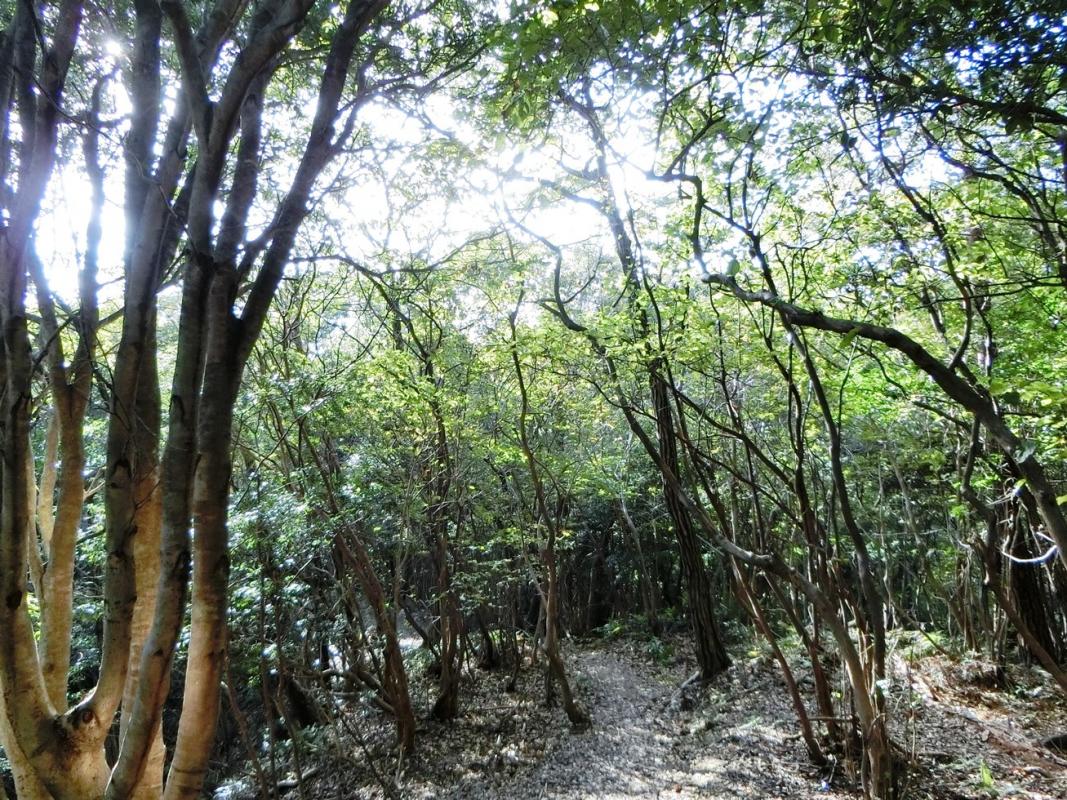 熊野古道荷坂峠道