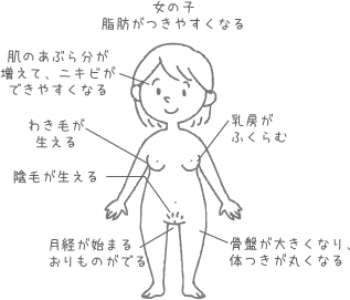 【女の子の変化】の図