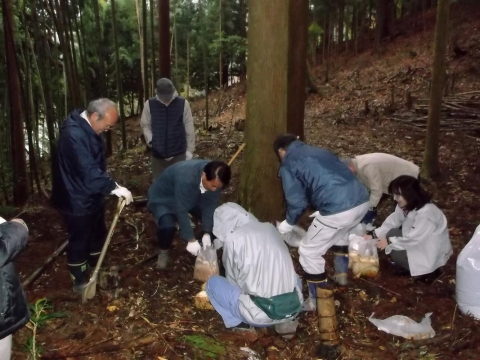 林地への菌床埋め込み作業