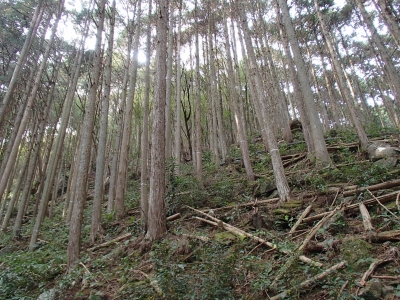 山腹部整備前