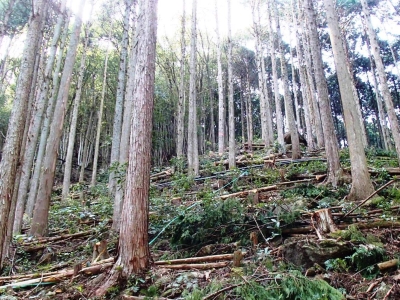 山腹部整備後