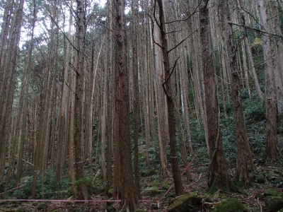 山腹部整備前1