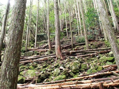 山腹部整備後