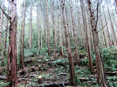 山腹部整備後