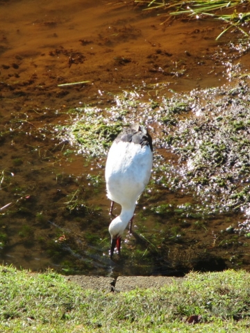 コウノトリ3