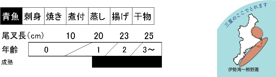 マアジの調理法、成長、三重県内の漁場の説明