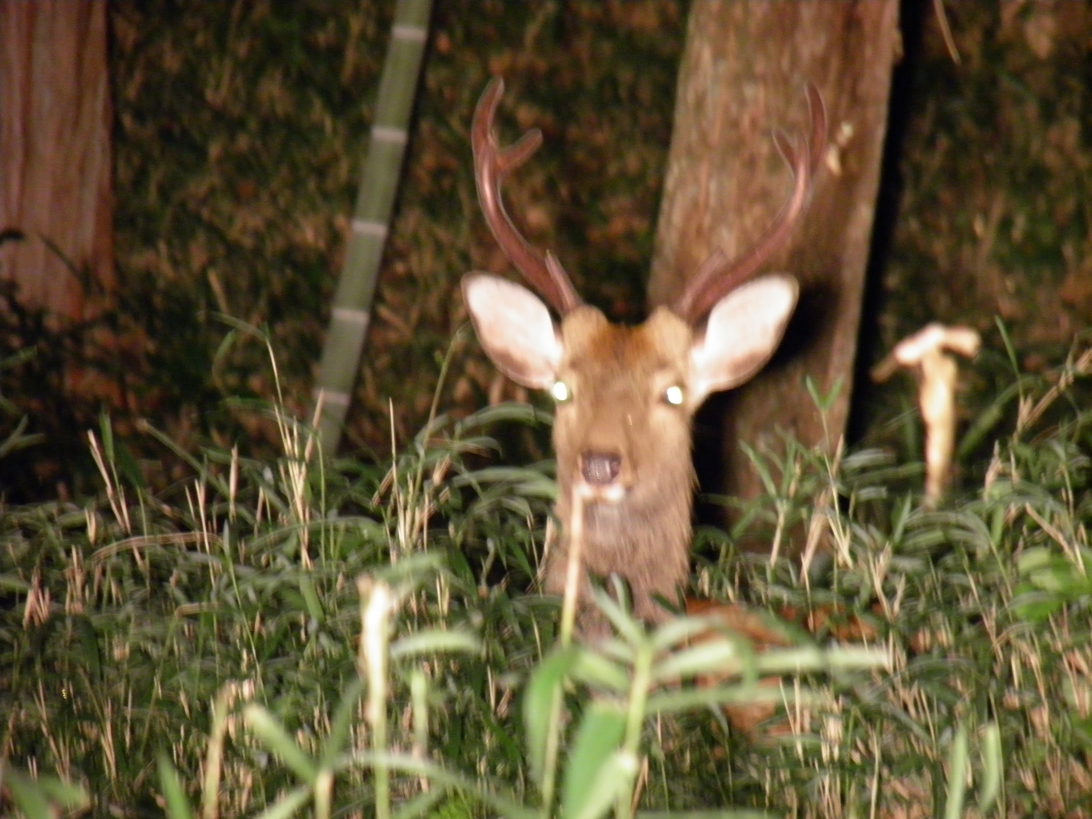 シカの写真