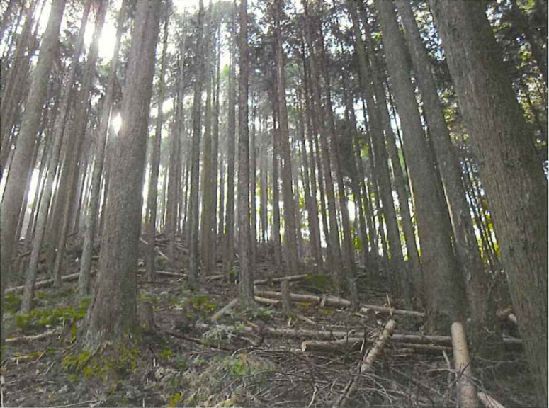 伊賀「森を考える会」活動場所