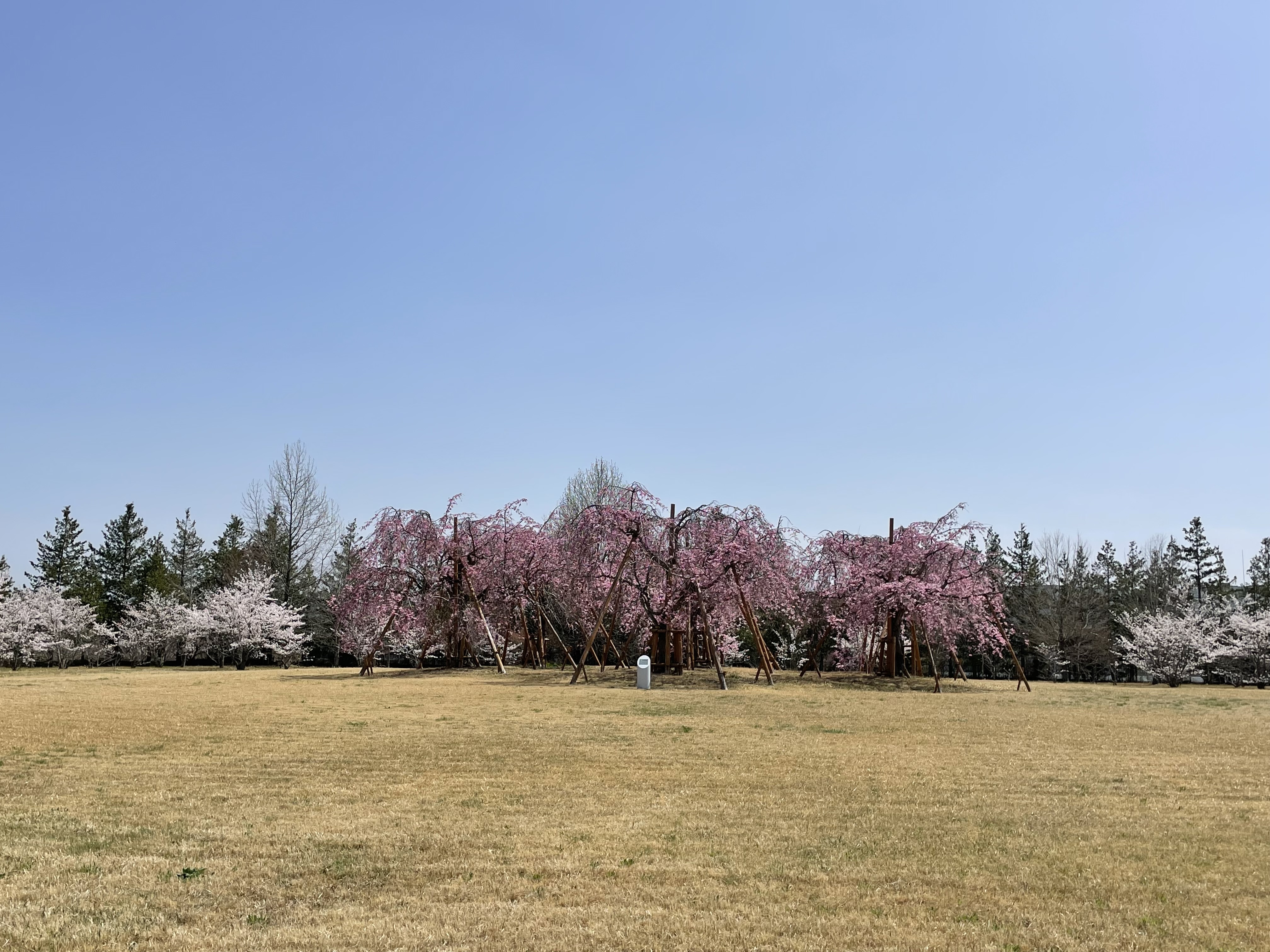 誉の桜環