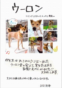 犬の画像