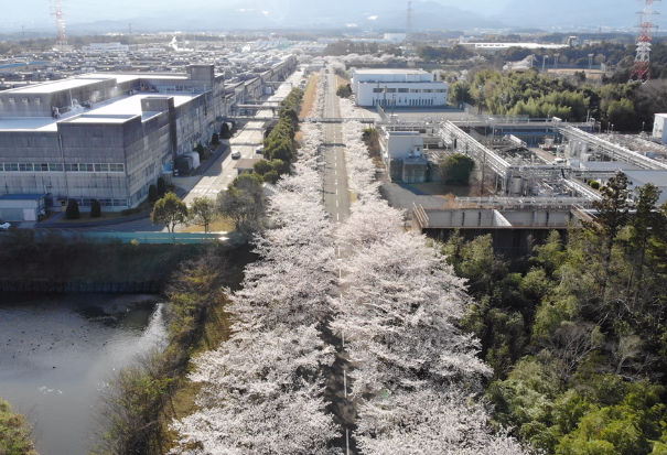 桜トンネル