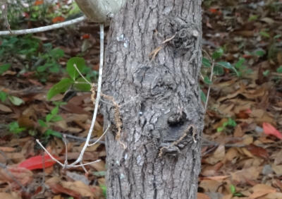 ウバメガシの樹皮