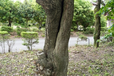 クマノミズキの樹皮